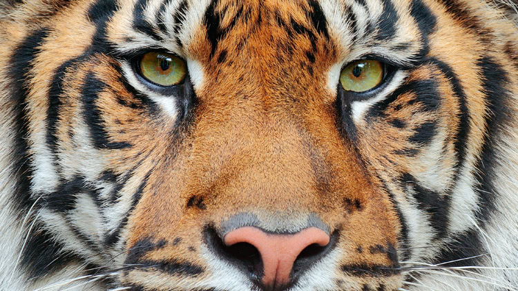 Spende zum Schutz des Sumatra Tigers
